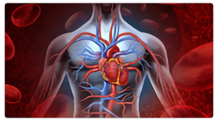 The human cardiovascular system consists of the heart, blood vessels, and blood.